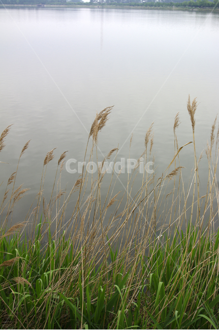 갈대,호수,풍경,식물,자연,가을,계절,fall,autumn,season,식물,자연,plants,nature,plant,grass,잔디,lawn