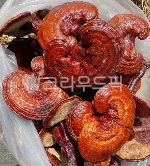 reishi mushroom,dried mushrooms,medicine,mushroom,herbal medicine
