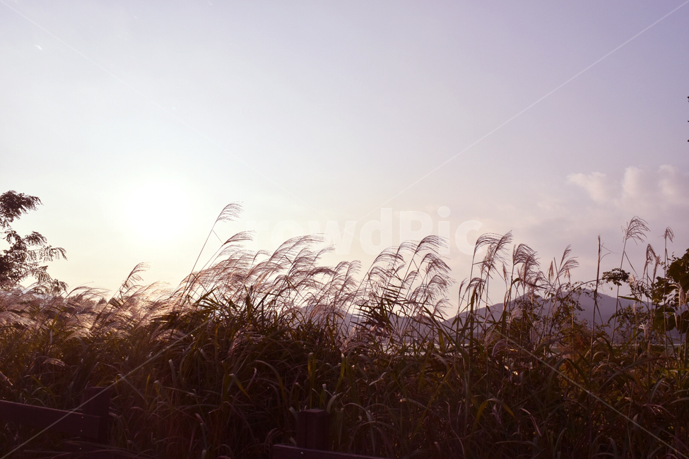 갈대,가을,억새,하늘,구름,잔디,식물,plant,grass,노을,해질녘,언덕,autumn,sky,hill,sunset,일몰,저녁