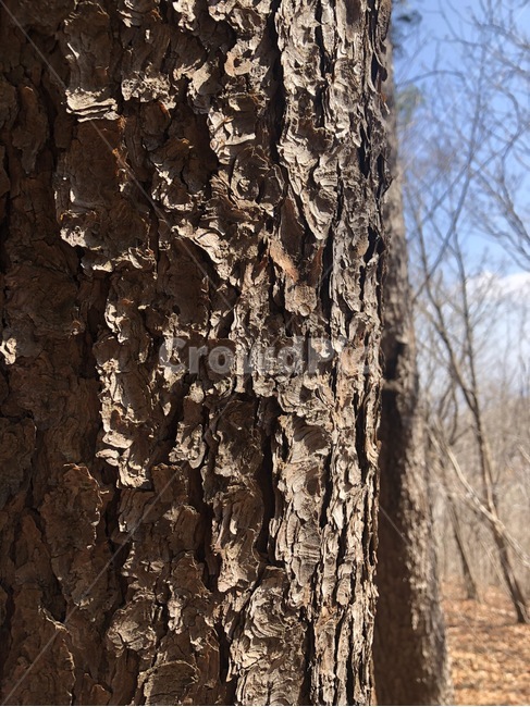 나무,숲,자연,풍경,tree