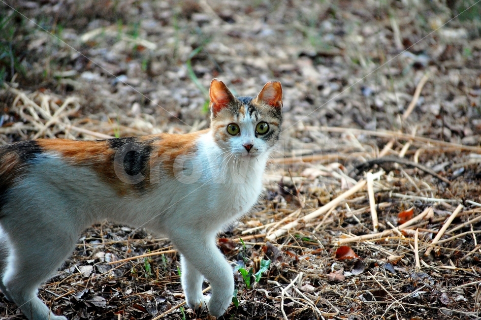 고양이,화들짝,초롱초롱,쫑긋,귀여움,독사진,화단,수염,홀쭉,초점,흐림,동물,animal,포유류,mammal,고양이,cat,kitten,kitty