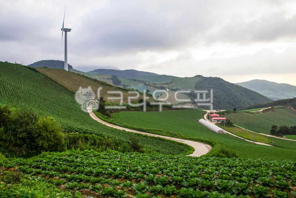 Cabbage,cold region,cabbage field,anbandegi,kimchi cabbage,kimchi,growth,cold region,head,green,agricultural products,cultivation,field,agriculture,farming,green,nature,outdoors,wind turbine,Gangwon-do,Korea