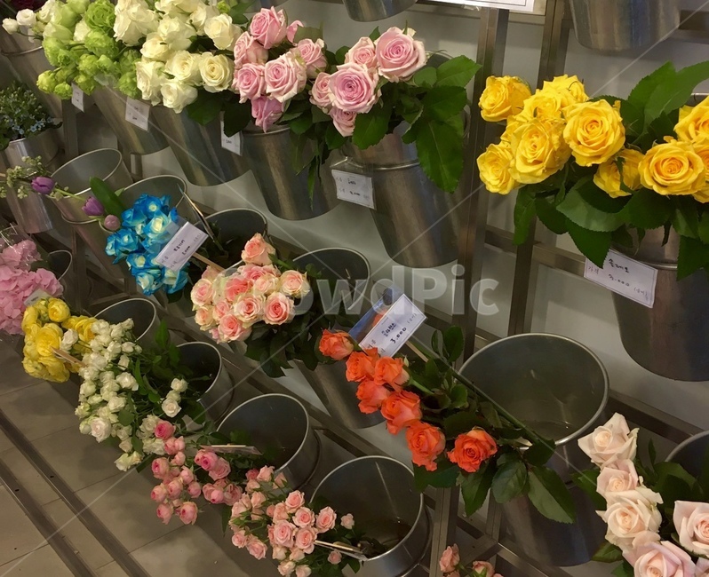 꽃,꽃집,장미,flower,화분,꽃,flower