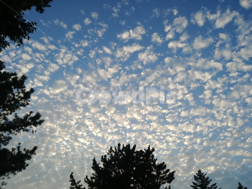 tree,나무,하늘,sky,구름,cloud,cumulus,skyblue,fleecyclouds,햇빛,sun,sunlight,sunshine,sunbeam,자연,풍경,nature,landscape,plant,식물