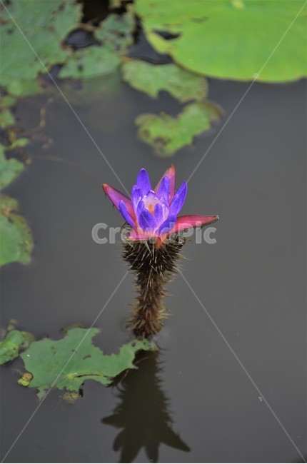 가시연,수련과,한해살이물풀,멸종위기야생식물,가시연꽃,개연,철남성,종자번식,식물,식물,자연,plants,nature,꽃,flower