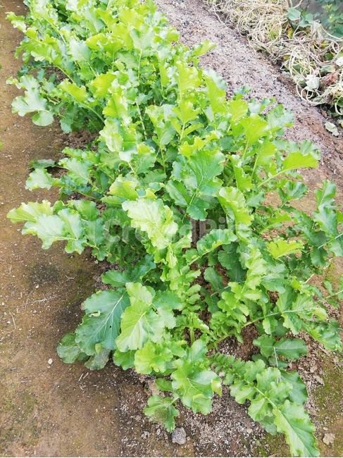 plant,식물,잎파리,줄기,농사,식물,자연,plants,nature