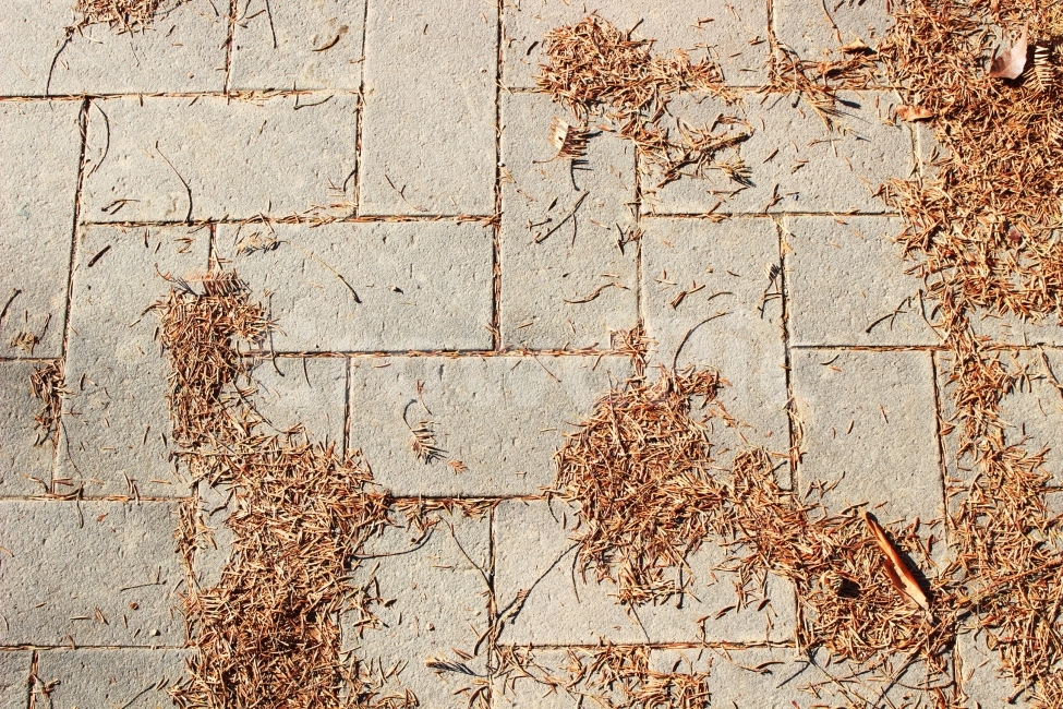 길,벽돌,바닥,낙엽,가을,야외,정원,나들이,소풍,배경,텍스쳐,background,texture,가을,계절,fall,autumn,season,wall,벽