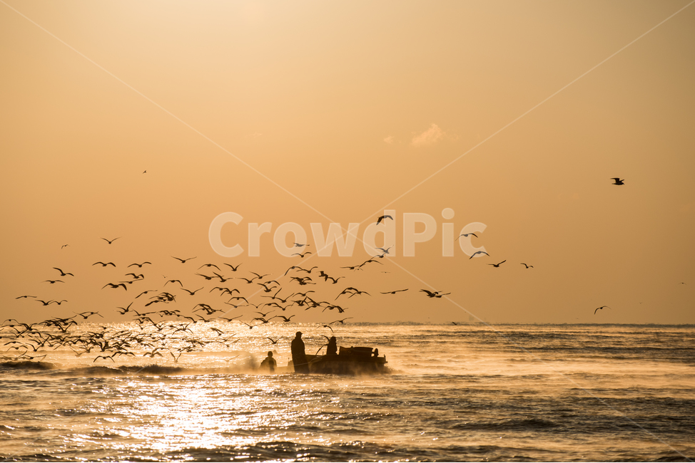 바다,풍경,일출,물안개,선박,멸치잡이,갈매기,새,배,강양항,항구,ship,sea,seagull,gull,sky,sun,sunset,landscape,울산,멸치,고기잡이,어선,출어,안개,산업,어업,만선,실루엣,그림자,silhouette,shadow,산업,industry,industrial,어업,fishery,fishing industry,교통,교통수단,traffic,transportation,flock,대군