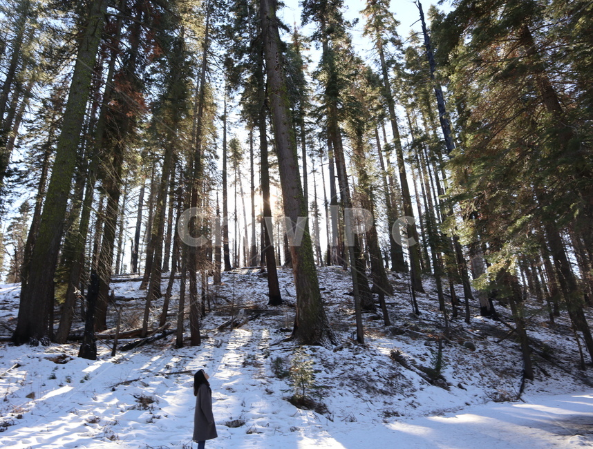 나무,분위기,감성적,햇빛,인물,감성,겨울,계절,winter,season,나무,trees,wood,사람,인물,인간,human,person