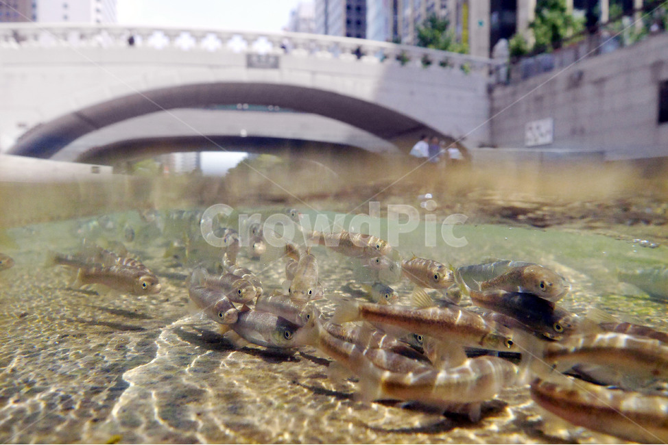 봄,물고기,청계천,자연,fish,spring,개울,봄,계절,spring,season,동물,animal,어류,물고기,fish