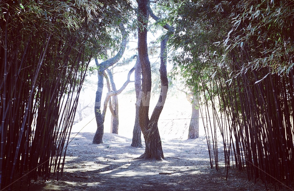 landscape,풍경,나무,대나무,대나무숲