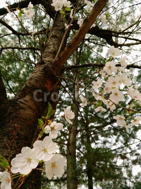 나무,꽃,벚꽃,봄,하늘,소나무,풍경,배경,식물,자연,plants,nature,봄,계절,spring,season,꽃,flower,plant,blossom