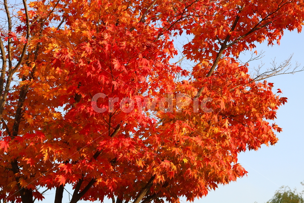 단풍,단풍나무,나무,가을,자연,가을,계절,fall,autumn,season,식물,자연,plants,nature,나무,trees,wood,plant,leaf,잎,tree,maple