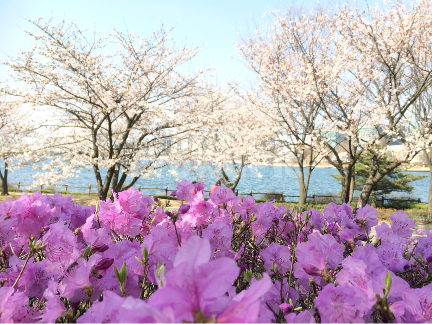 자연,풍경,봄,공원,산책,맑음,철쭉,spring,벚꽃나무,일상,감성,힐링,분홍,식물,자연,plants,nature,꽃,flower