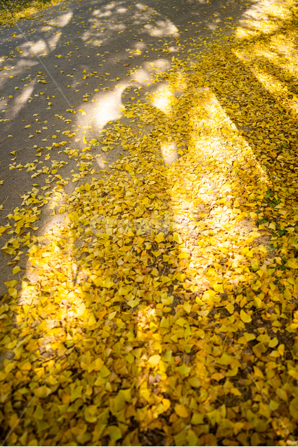 은행나무,단풍,가을,ginkgo,autumn,fall,tree,나무,plant,식물,가을,계절,fall,autumn,season,식물,자연,plants,nature,나무,trees,wood