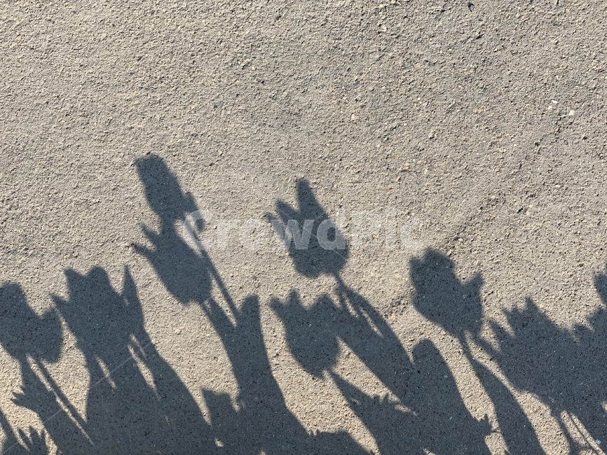 꽃,flower,blossom,그림자,shadow,outdoors,옥외,바닥,floor,튤립,tulip,꽃놀이,꽃구경,봄,spring,소풍,picnic,나들이
