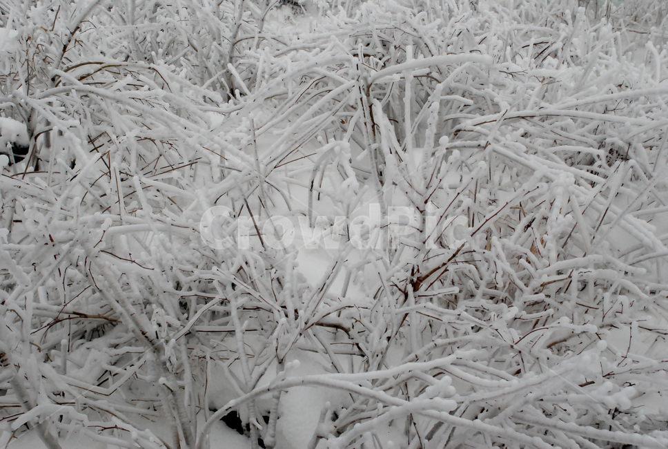 자연,얼음,나무,차가움,가지,얼어붙은,폭포,물,얼음꽃,ice,winter,바람,snow,겨울,계절,winter,season