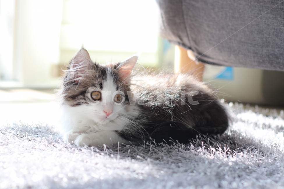 고양이,동물,아기고양이,노르웨이숲,냥이,애완동물,노르웨이숲고양이,동물,animal,포유류,mammal,고양이,cat,kitten,kitty
