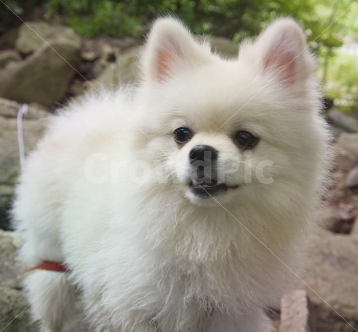 nose,expression,Eyes,dog hair,dog fur,cute,Pets,hair,mouth,White,form,cute photo,white,puppy,black beans,pomeranian,animal,pet dog,dog,pet