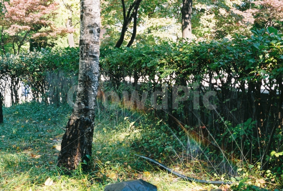 필름,무지개,스프링쿨러,가을,정원,필름사진,반사,물,물방울,분수,film,rainbow,springcooler,autumn,garden,gree,color,colorful,beauty,beautiful,nature,natural,water,waterdrop,자연,풍경,nature,landscape,식물,plants,나무,trees,wood,감성,sensible,feeling,plant,tree,tree trunk,나무 줄기