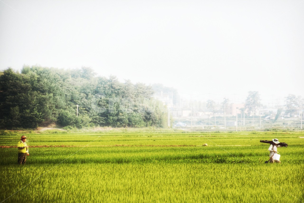 풍경,시골풍경,시골,농촌,농사꾼,자연,푸른초원,시골,마을,풍경,landscape,country,rural,town