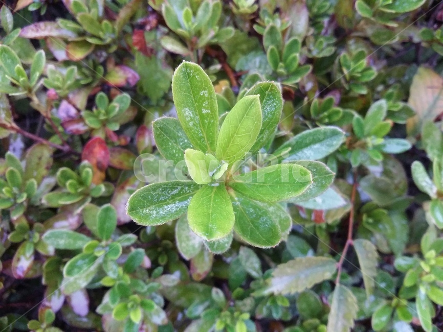leaf,잎,plant,식물,자연,식물,자연,plants,nature