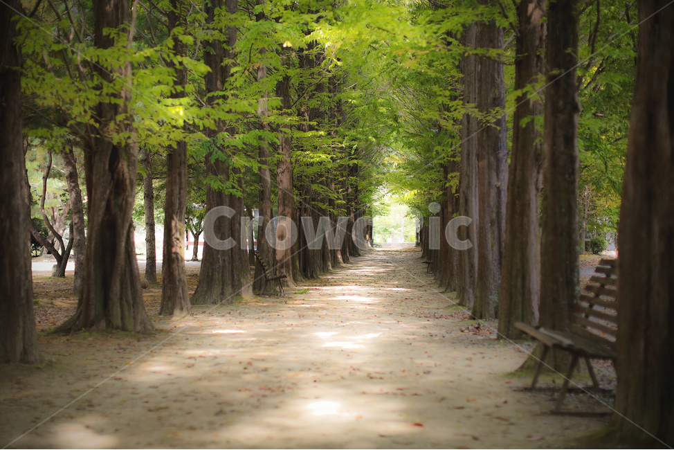 메타세콰이어길,벤치,숲,오솔길,산책,나무,공원,자연,풍경,nature,landscape,한국자연풍경,한국자연경관,korea nature landscape,tree,plant,식물,tree trunk,나무 줄기
