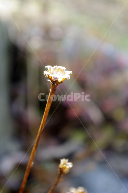 식물,plant,꽃대,가을,줄기,식물,자연,plants,nature