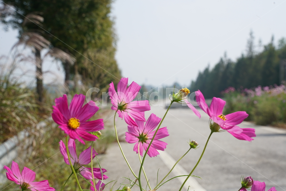 도로변코스모스,코스모스,가을꽃,가을,두상화,국화과,꽃,cosmos,flower,plant,식물,petal,꽃잎,식물,자연,plants,nature,꽃,flower
