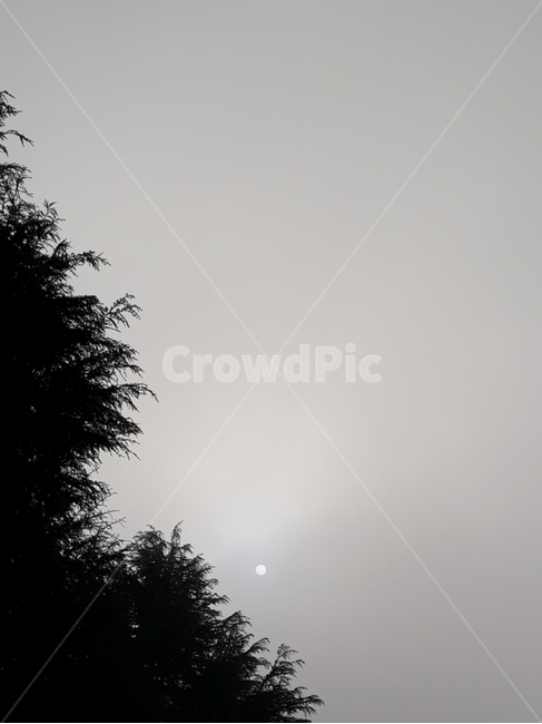 안개,나무,오전,tree,해,sun
