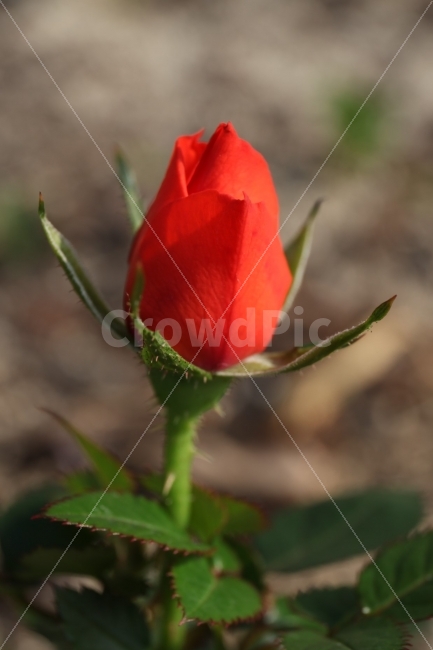 봄,장미,정원,빨강,꽃,식물,자연,plants,nature,꽃,flower