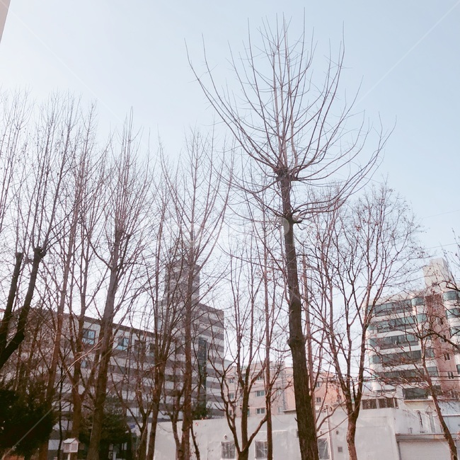 나무,겨울,봄,자연,구름,겨울,계절,winter,season,식물,자연,plants,nature,나무,trees,wood