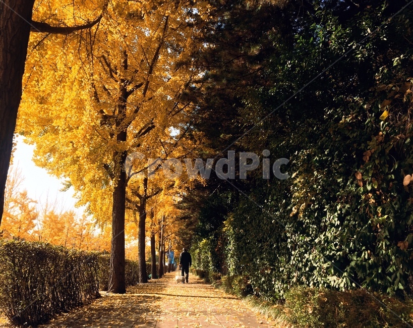 가을,은행,은행나무,낙엽,분위기,감성,가을남자,뒷모습,노인,fall,mood,가을,계절,fall,autumn,season,사람,인물,인간,human,person,남성,남자,man,male,tree,나무,plant,식물,tree trunk,나무 줄기,path,통로,walkway,보도