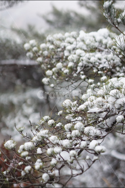 용봉산,겨울,눈,풍경,소나무,눈송이,겨울,계절,winter,season,식물,자연,plants,nature