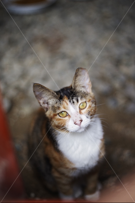 고양이,길고양이,동물,길냥이,애완동물,생명,자연,미묘,야생동물,cat,kitty,kitten,cute,lovely,adorable,pet,animal,streetcat,straycat,wildcat,wild,동물,animal,포유류,mammal,고양이,cat,kitten,kitty