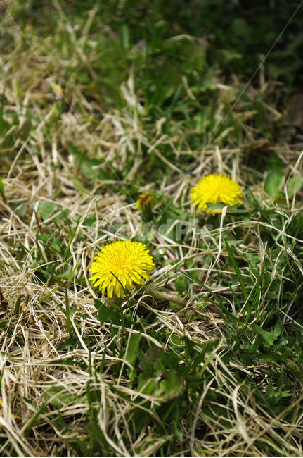 민들레,식물,plant,봄,spring,계절,꽃,flower,식물,자연,plants,nature,꽃,flower