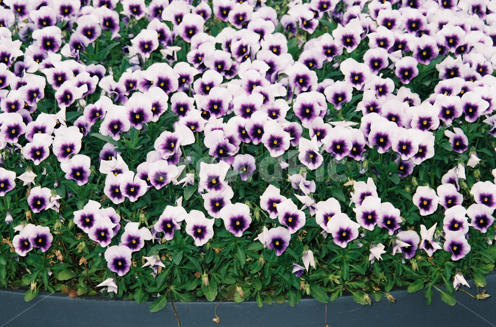 꽃,화단,팬지,보라색,필름,필름사진,봄,계절,spring,season,식물,자연,plants,nature,꽃,flower,plant,blossom