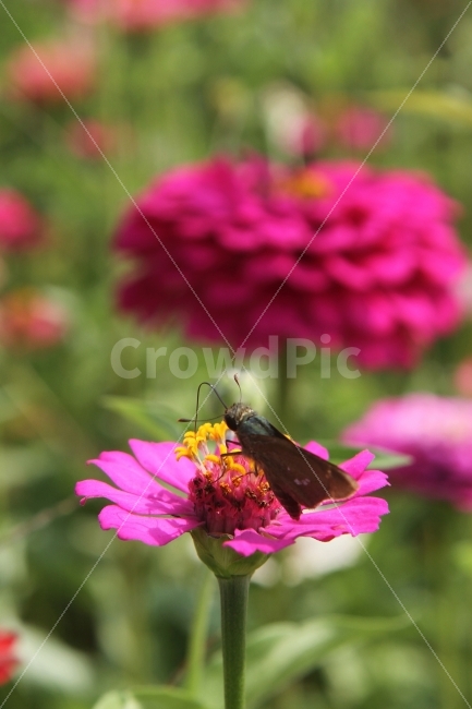 꽃,백일홍꽃,식물,자연,감성사진,나비,식물,자연,plants,nature,꽃,flower,동물,animal,곤충,벌레,insect,bug