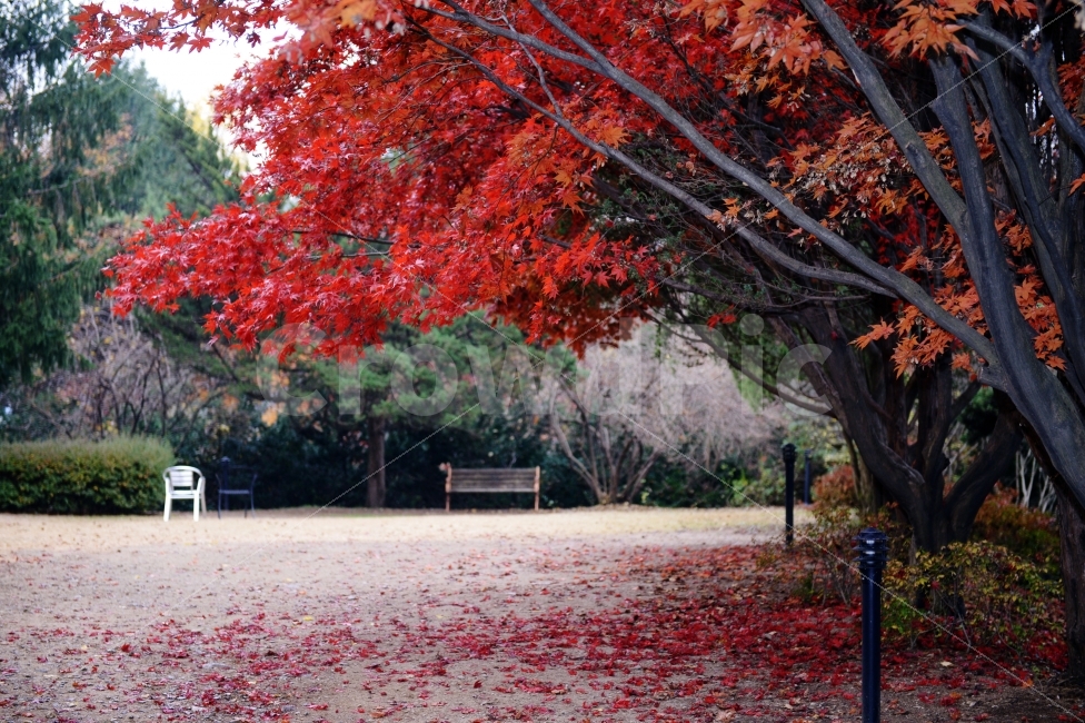 가을,계절,단풍,나무,자연,풍경,낙엽,autumnal,season,autumncolors,tree,nature,landscape,scenery,scene,view,fallenleaves,deadleaves,벤치,의자,bench,chair,자연,풍경,nature,landscape,가을,계절,fall,autumn,season,plant,식물,leaf,잎,maple