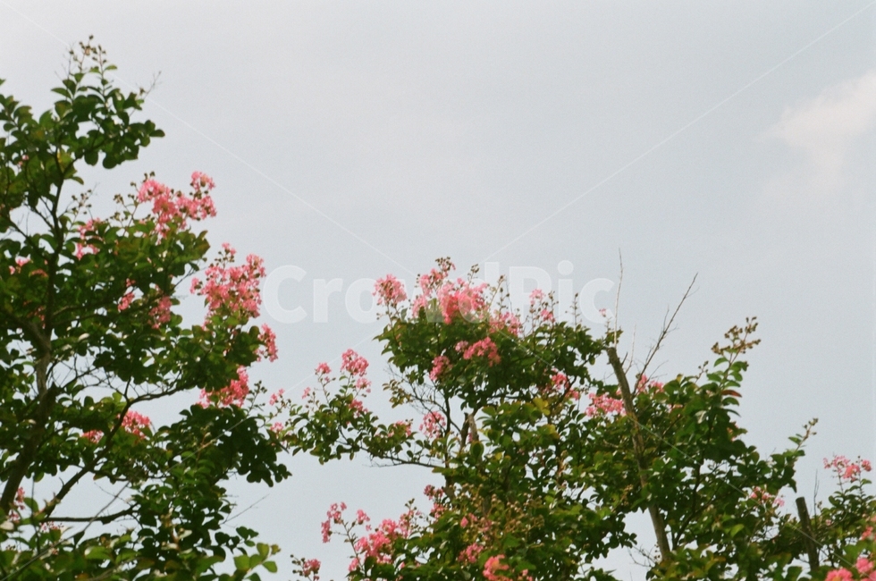 flower,tree,plant,pink,green,nature,꽃,나무,식물,핑크,분홍,초록,자연