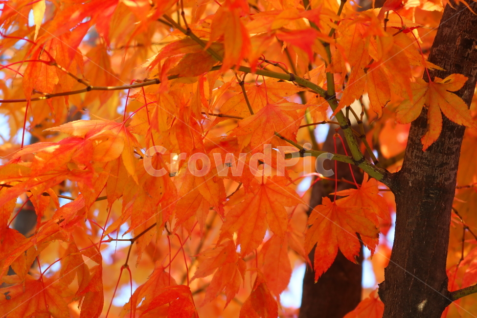 단풍,단풍나무,나무,가을,자연,가을,계절,fall,autumn,season,식물,자연,plants,nature,나무,trees,wood,leaf,잎,plant,tree,maple