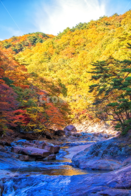 단풍,계곡,가을,산,물,가을,계절,fall,autumn,season,자연,풍경,nature,landscape,water,outdoors,옥외,stream,흐름,creek,작은 만