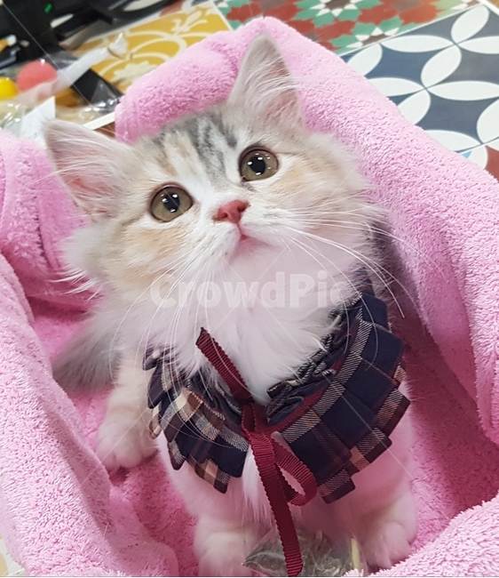 아기고양이,고양이,모델,음악,미뉴엣,먼치킨,사랑,귀요미