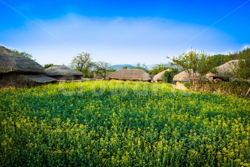 고창읍성,초가집,한옥마을,하늘,봄,나무,유채꽃,시골,고향,GochangeupCastle,ThatchedCottage,HanokVillage,Sky,Spring,Trees,Rape,Countryside,nature,field,rural,landscape,summer,countryside,country,sky,green,season,outdoor,meadow,beautiful,sunrise,road,view,spring,farm,cloud,blue,sunlight,travel,dawn,background,tree,tourism,farming,old,home,house,happy,plants,flowers,countryroad,vacation,colorful,floral,꽃,식물,시골길,농사,아름다움,자연,풍경,nature,landscape,봄,계절,spring,season,시골,마을,country,rural,town,한국전통,한국문화,korean traditional,korean culture,grassland,목초지,outdoors,옥외,들
