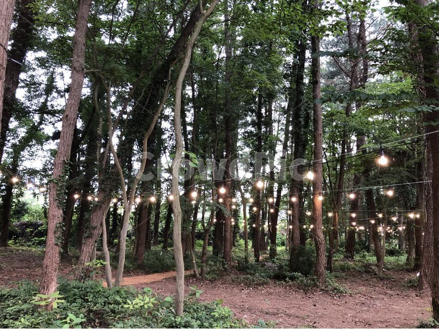 하늘,제주,경치,자연,풍경,자연,풍경,nature,landscape,한국자연풍경,한국자연경관,korea nature landscape,식물,plants,나무,trees,wood,tree,plant