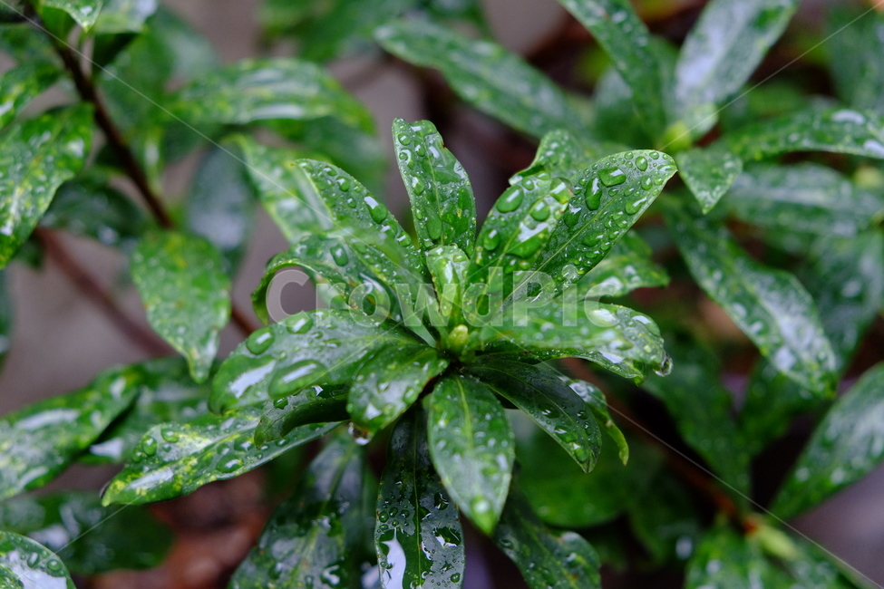 비,빗물,깨끗함,싱그러움,나뭇잎,봄비,장마,식물,자연,plants,nature,비,비오는날,rain,rainy
