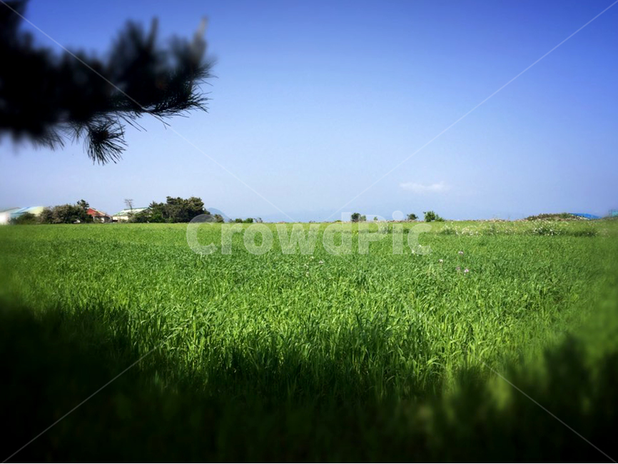 가파도,보리밭,초록색,여름,새싹,햇빛,감성사진,계절,봄,자연,식물,잔디,outdoors,field,grass