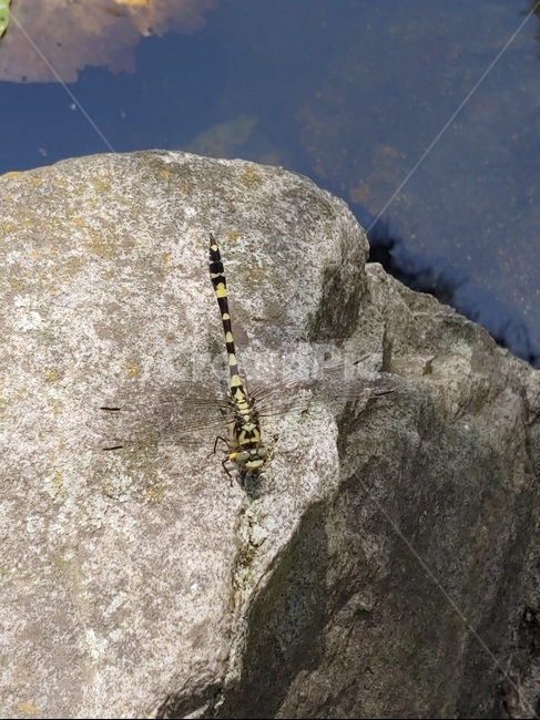 잠자리,줄무늬잠자리,대왕잠자리,여름잠자리,바위잠자리,곤충,벌레,insect,bug
