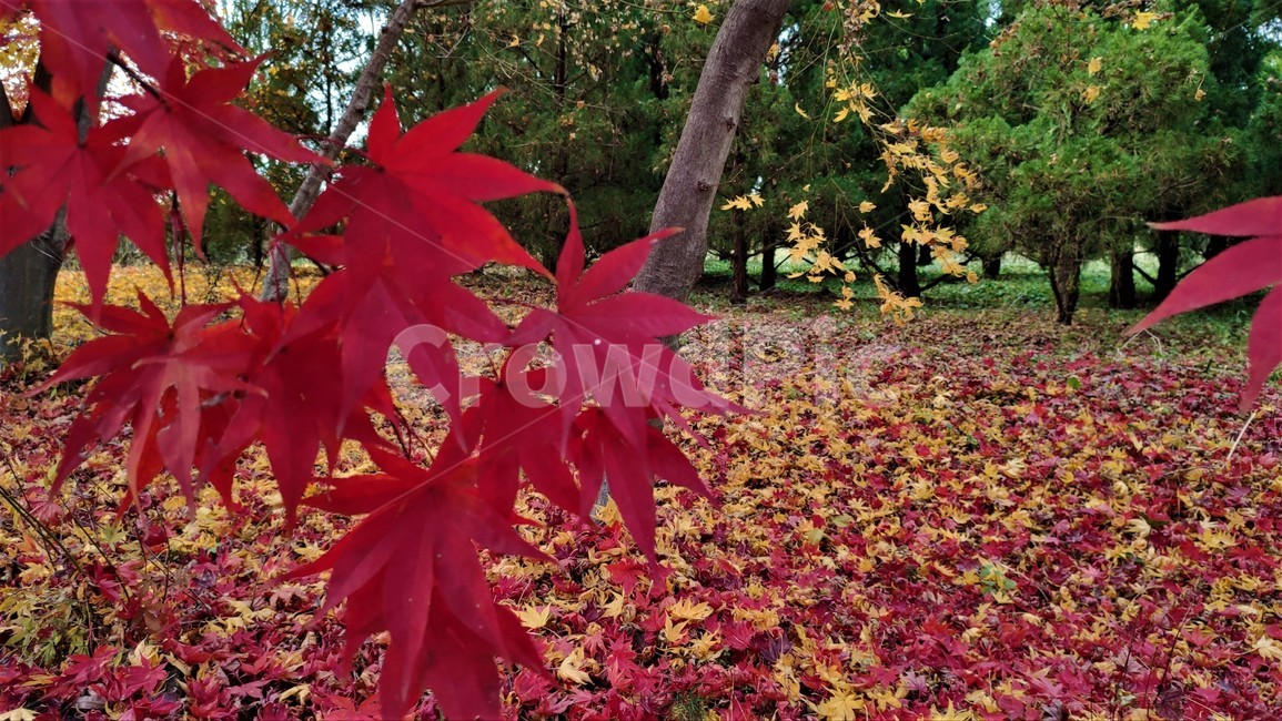 가을,엽록소,mapie,leaf,잎,plant,식물,tree,나무,maple,단풍,가을,계절,fall,autumn,season,식물,자연,plants,nature,나무,trees,wood