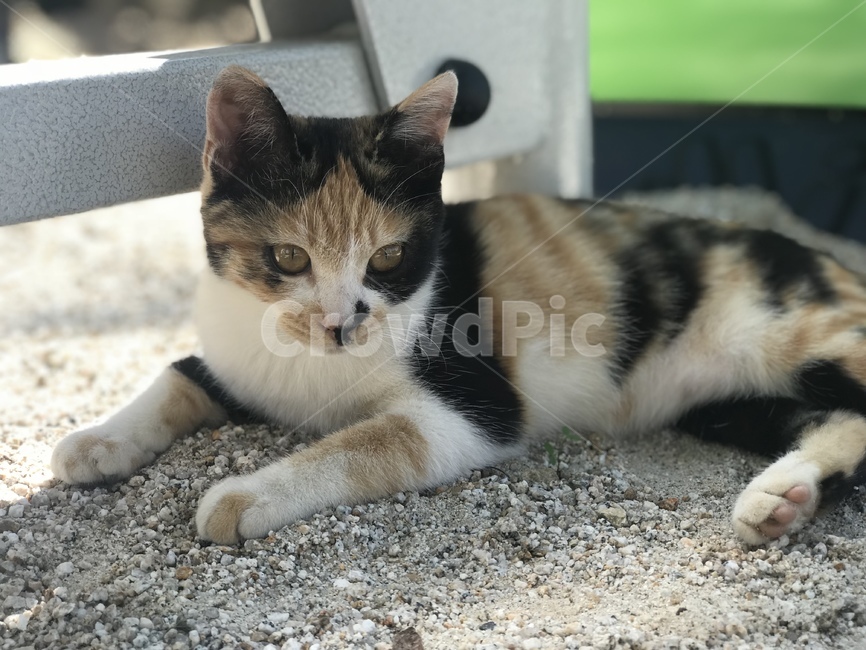 고양이,동물,길고양이,코리안숏헤어,코숏,냐옹이,straycat,koreanshorthair,kitty,street,stretch,길냥이,삼색이,삼색고양이,옆모습,앉은모습,animal